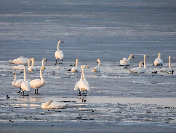 łabędź krzykliwy  - Natalia Gorczowska