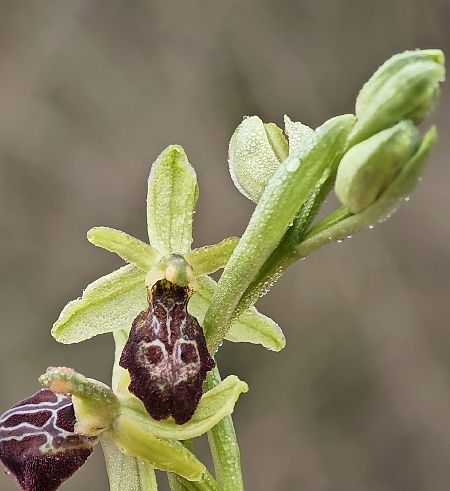 Ophrys occidentalis  - Alain Bultez