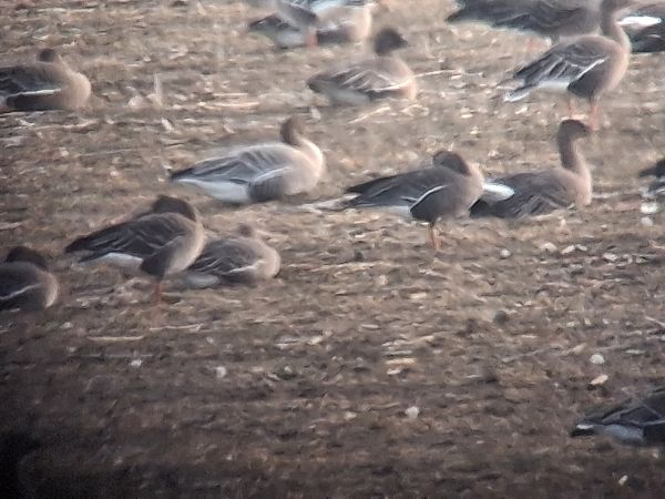 gęś krótkodzioba  - Bartosz Krąkowski