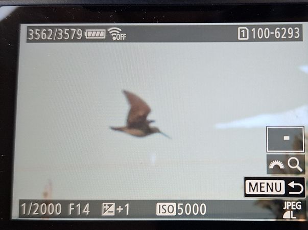 słonka  - Tomasz Doroń