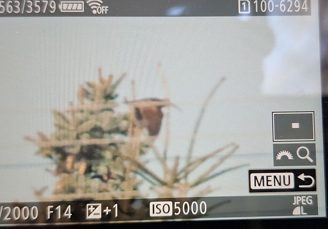 słonka  - Tomasz Doroń