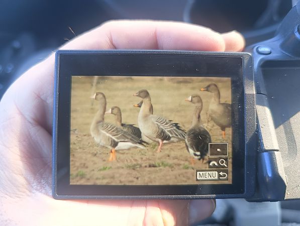 gęś krótkodzioba  - Michał Polakowski