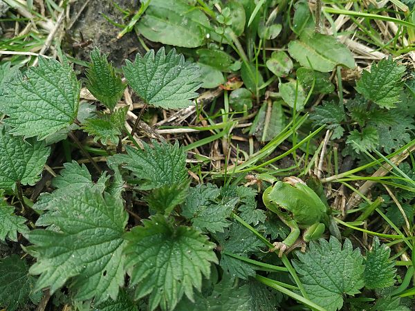 Raganella italiana  - Severino Vitulano