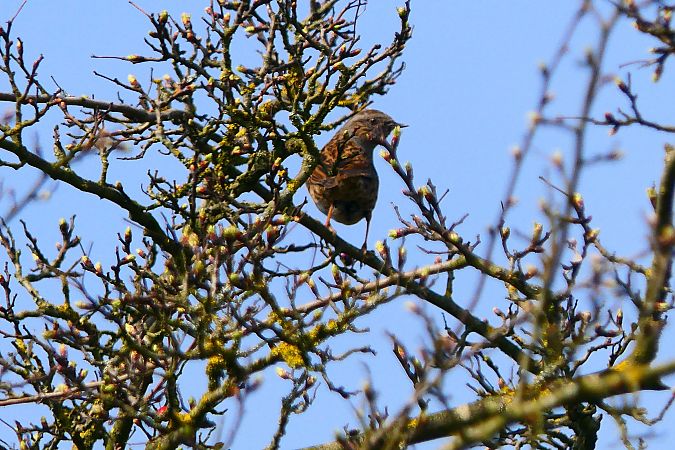 Passera scopaiola  - Francesca Cucci