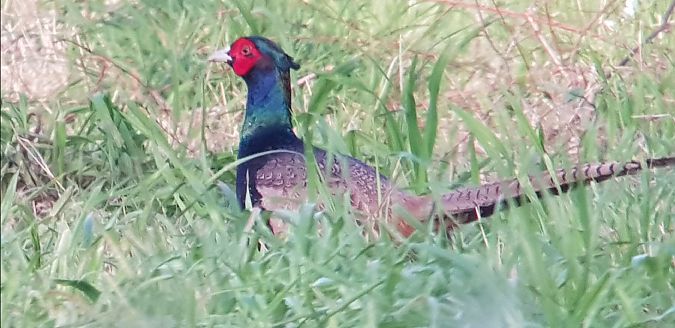 Fagiano comune  - Giuseppe Di Lieto