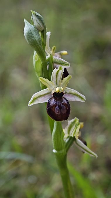 Ophrys arachnitiformis  - Alain Bultez