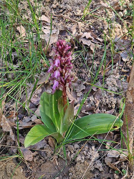Himantoglossum robertianum  - Michel Gaydier