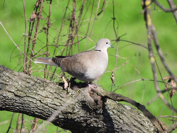 Tórtora turca  - Joan Pessarrodona