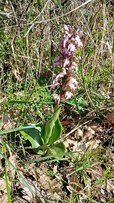 Himantoglossum robertianum  - Gaetan Bottin