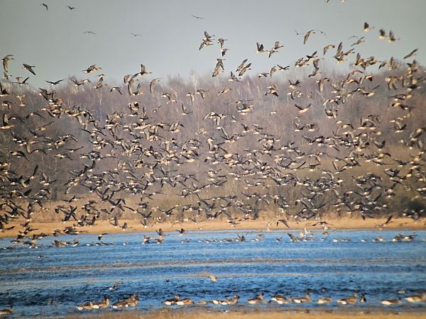 gęś tundrowa  - Anna Kaniewska-Skoczylas