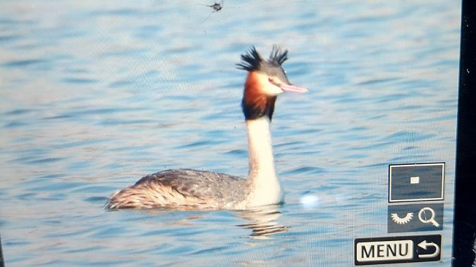 perkoz dwuczuby  - Stanisław Turowski