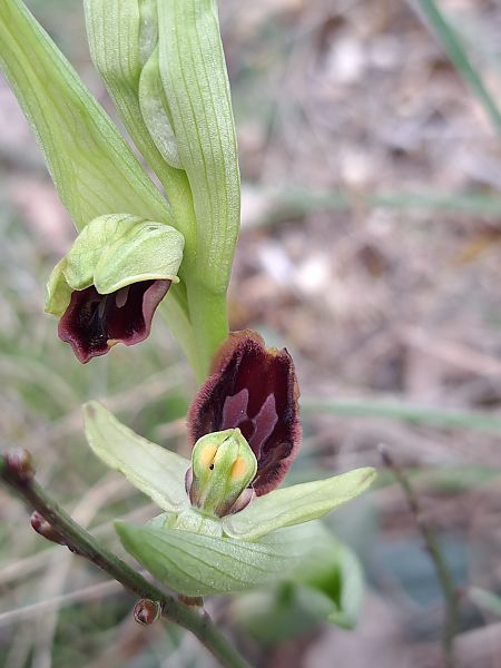 Ophrys caloptera  - Emmanuel Cosson