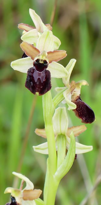 Ophrys exaltata subsp. marzuola  - Florence Potier