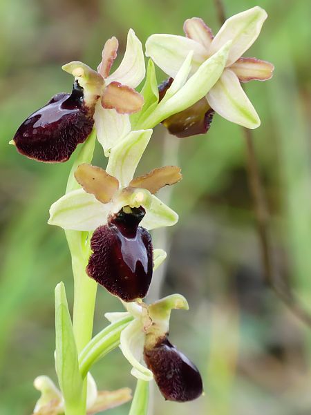 Ophrys exaltata subsp. marzuola  - Florence Potier