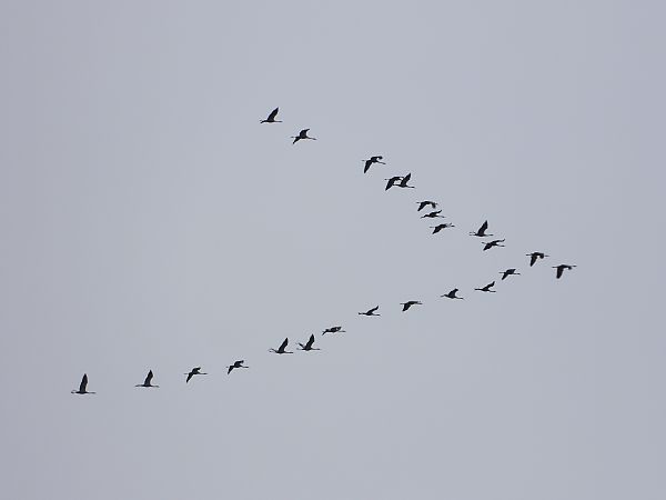 Gru  - Andrea Sorrentino