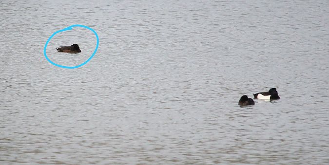 Moretta tabaccata  - Leonardo Orefice