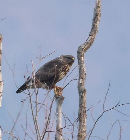 Poiana  - Adelfina Aldrovandi
