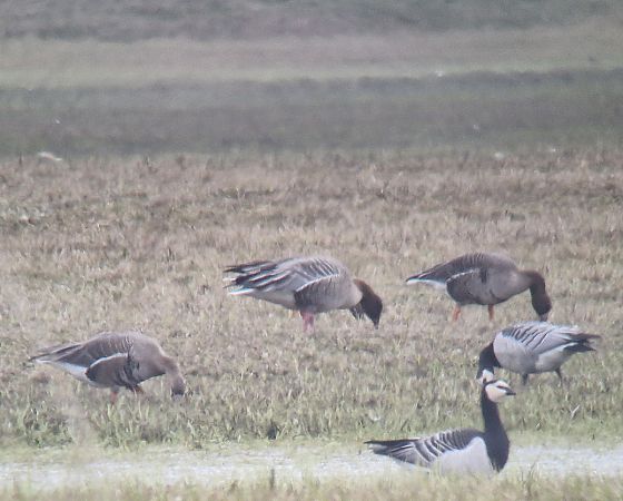 Kurzschnabelgans  - Tomasz Zarzycki