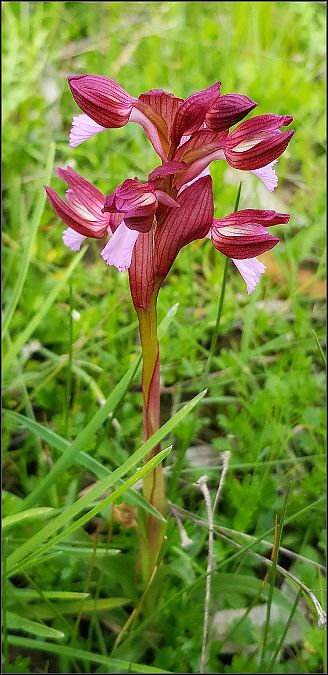 Anacamptis papilionacea  - Giuseppe Di Lieto