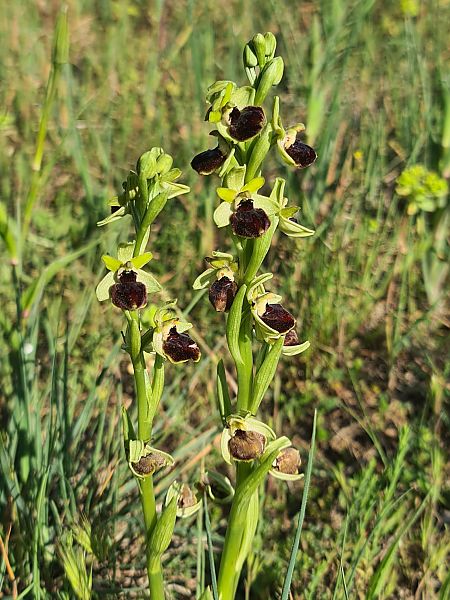 Ophrys passionis  - Christian Fleury