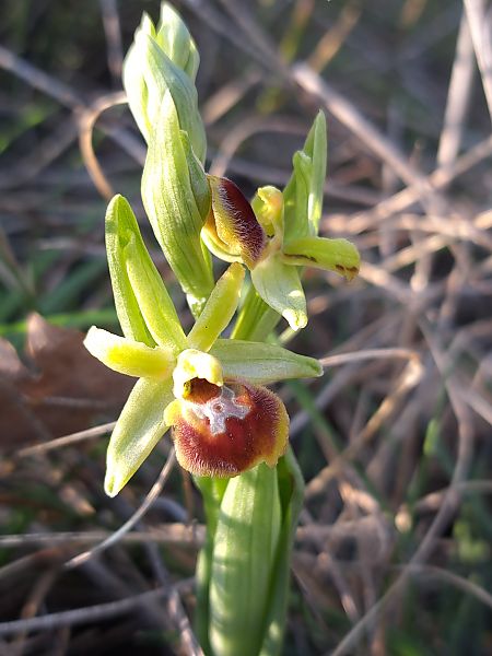Ophrys araneola  - Emmanuel Cosson