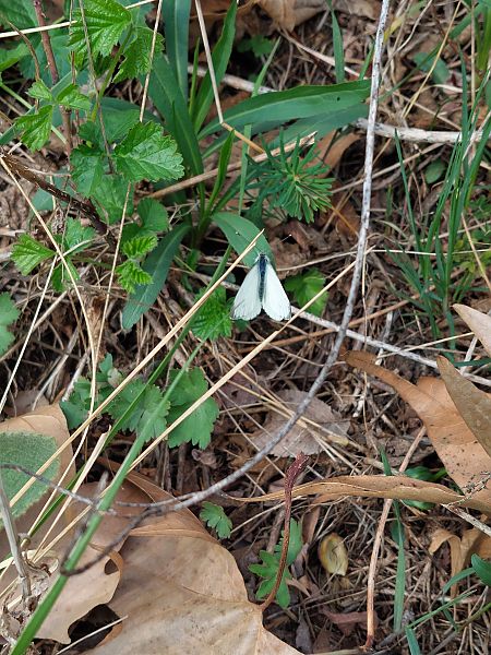 Pieris sp.  - Filippo Vaninetti