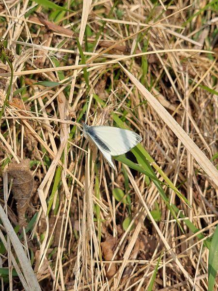 Pieris sp.  - Filippo Vaninetti