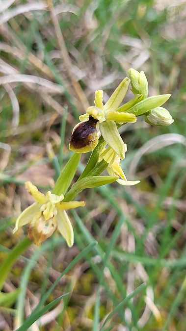 Ophrys araneola  - Thierry Peyraud-Magnin