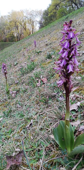 Himantoglossum robertianum  - Laurent Fourneret