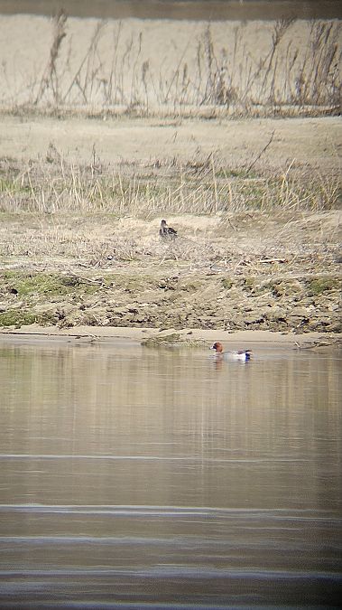 świstun  - Anna Kamilewicz-Wicik