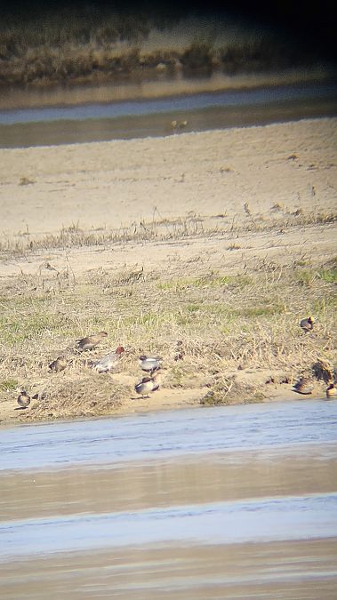 świstun  - Anna Kamilewicz-Wicik