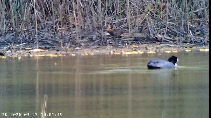 Voltolino  - Massimo Tassinari