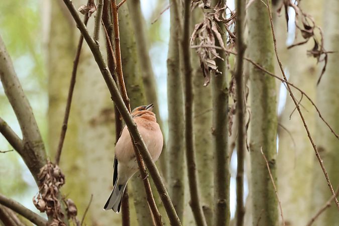 Fringuello  - Adelfina Aldrovandi