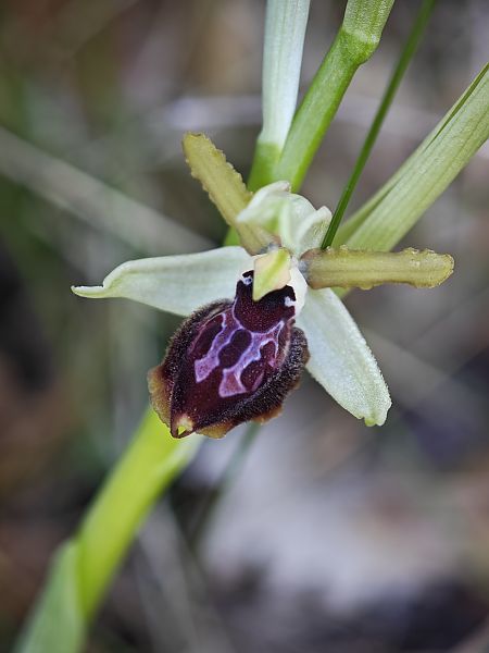 Ophrys caloptera  - Raphaël Sané