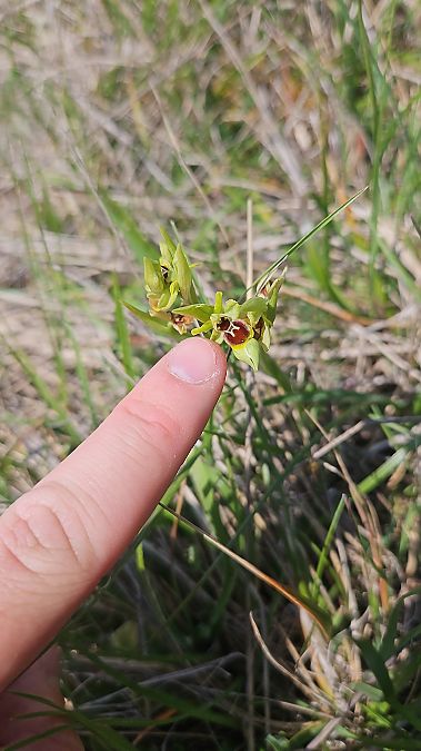 Ophrys araneola  - Leo Perrogon
