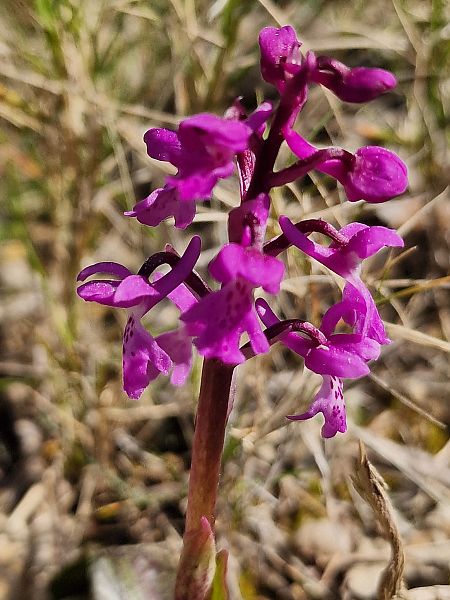 Orchis olbiensis  - Diane Raibaut