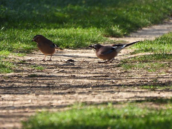 Gaig  - Joan Pessarrodona