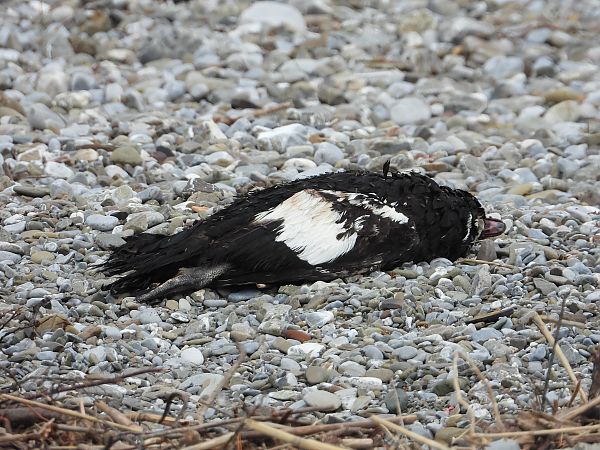 Anatra muta  - Andrea Sorrentino