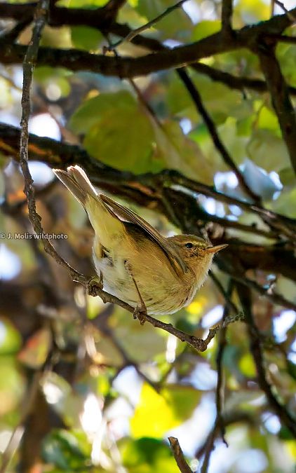 Common Chiffchaff  - Jose Molis
