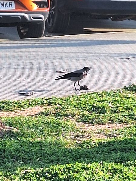 Cornella emmantellada  - Marc Anton