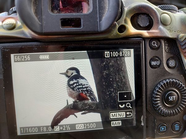 dzięcioł białogrzbiety  - Stanisław Turowski