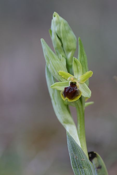 Ophrys araneola  - Oriane Arnaud