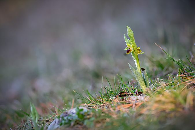 Ophrys araneola  - Oriane Arnaud