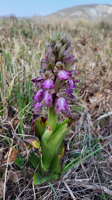 Himantoglossum robertianum  - Jany et Bernard Vincent-Guédou