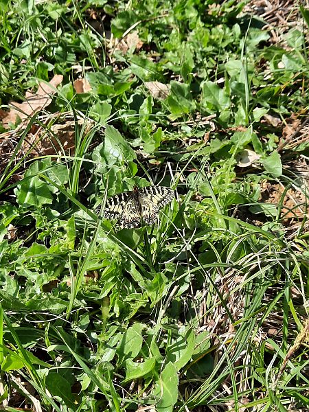 Zerynthia cassandra  - Michele Coppola