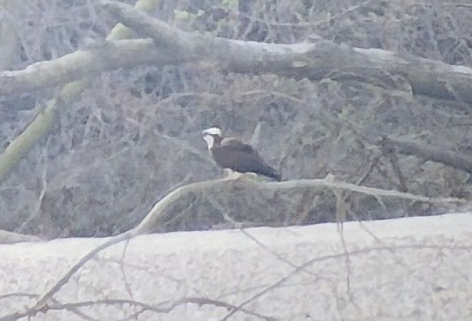 Falco pescatore  - Marco Cortemiglia
