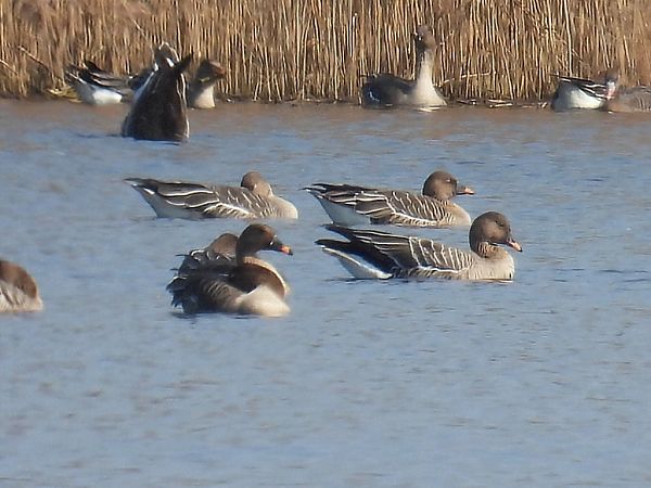gęś tundrowa  - Kacper Mikulski