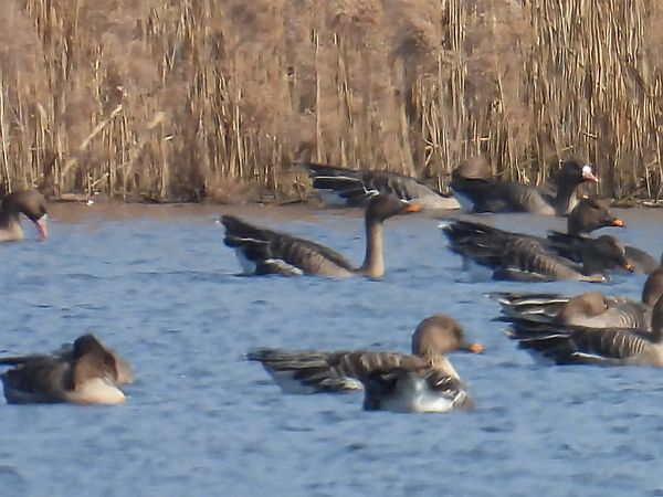 gęś tundrowa  - Kacper Mikulski
