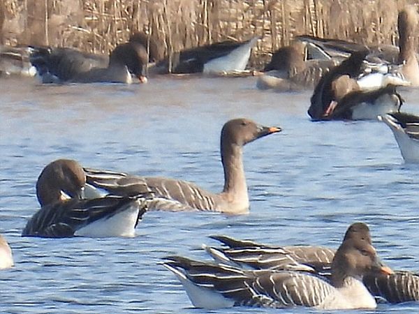 gęś tundrowa  - Kacper Mikulski