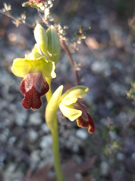 Ophrys forestieri  - Emmanuel Cosson